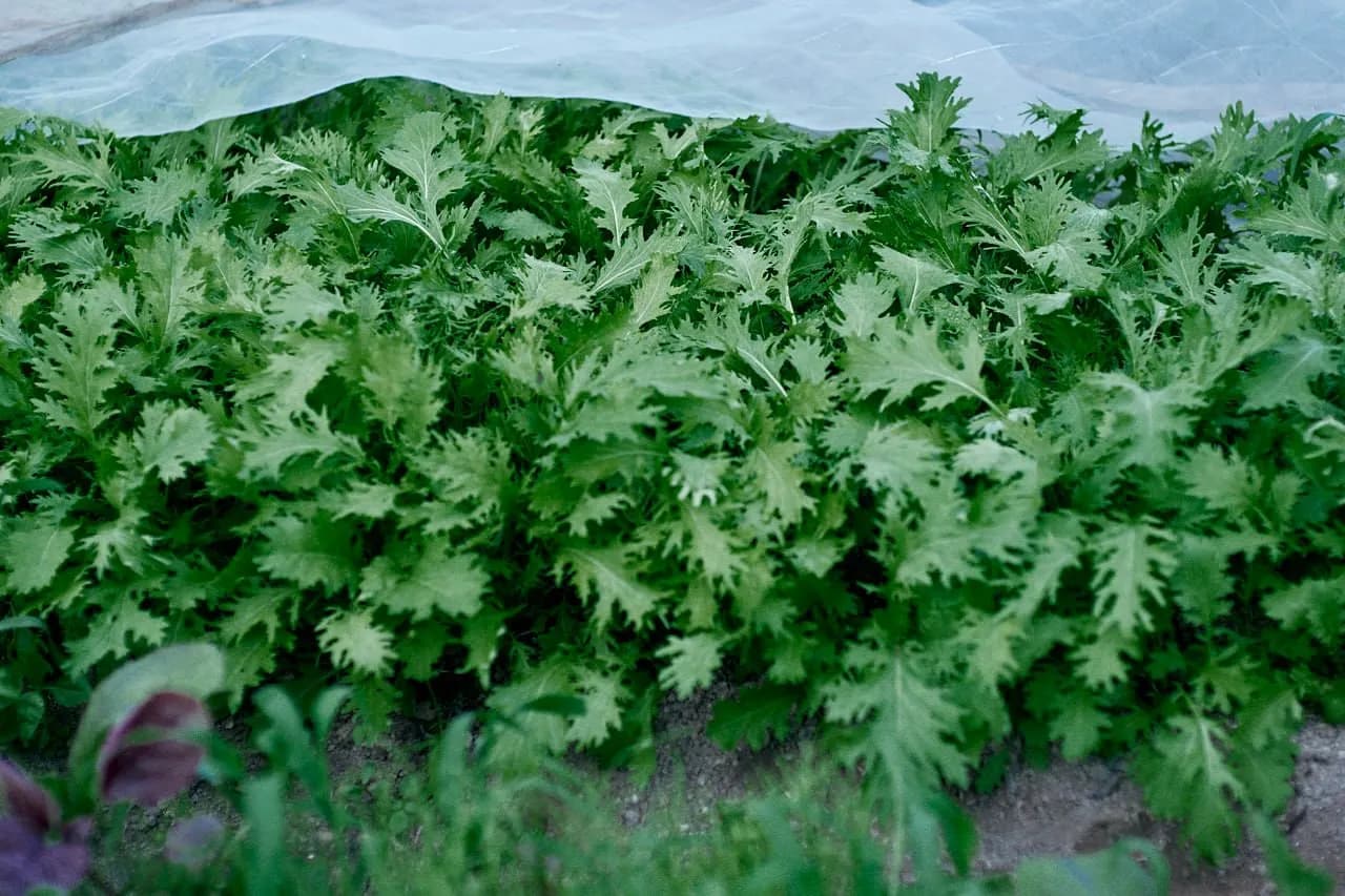 マスタードミズナ